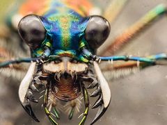 -上海昆虫博物馆