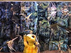 -龟与熊猫宠物公园(南坪店)