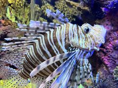 -上海海洋水族馆