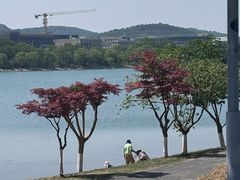 -羊山湖公园