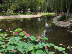 -丰台科技园生态主题公园