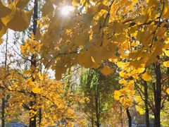 -大兴滨河森林公园