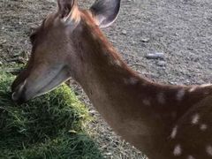 -安德鲁户外烧烤帐篷营地(马泉营店)