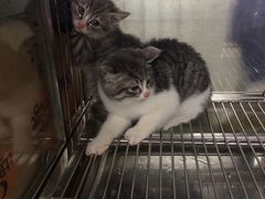 -酷狗靓猫宠物·洗护·美容·寄养(航北路店)