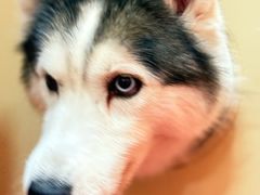 -和它·交个朋友·狗咖猫咖(爱琴海店)