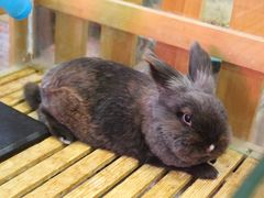 -宠物兔专门店(天丰利市场店)