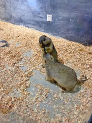 -酷嗒动物文化乐园(cutezoo西溪乐天城店)