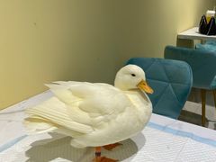 -RU DUCK柯尔鸭公社·撸鸭俱乐部·羊驼·小香猪
