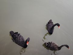 -琅岐红光湖公园
