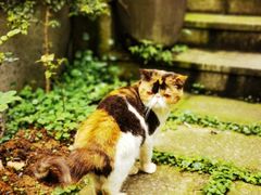 -谷咖啡·鲜花绿植花园餐厅
