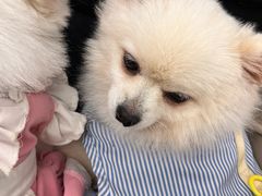 -怪兽屋·羊驼·猫咖·狗咖(俊华广场店)