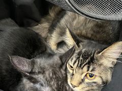 -北京观赏动物医院·24小时大型综合·猫专科·异宠专科