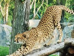 -北京野生动物园