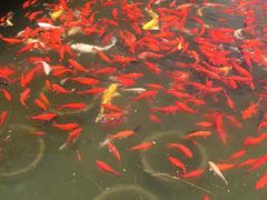 -石家庄市植物园