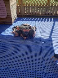 -萌宠亲子动物乐园(槐房万达店)