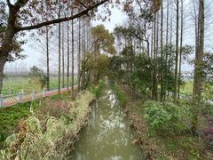 -上海长兴岛郊野公园