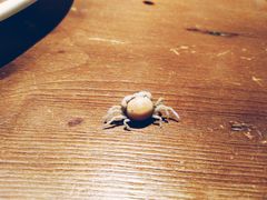-虾宝贝胶东海鲜·渔家菜(小西天店)