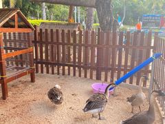 -三亚海棠湾万丽度假酒店