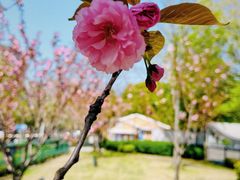 -新虹桥中心花园