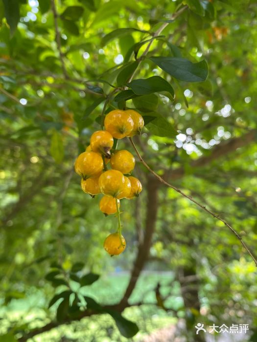紫云谷景区图片
