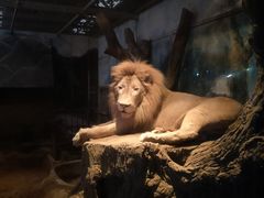 -清迈夜间动物园
