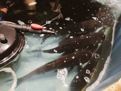 -姜君·千岛湖鱼头馆(浦东大道店)
