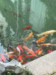 -聚贤堂中餐厅(湖滨金陵饭店店)