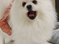 -怪兽屋·羊驼·猫咖·狗咖(俊华广场店)