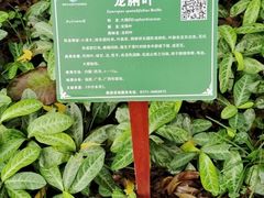 -广西壮族自治区药用植物园