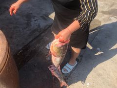 -庆岭迎宾园正宗活鱼馆