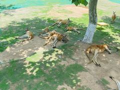 -西霞口神雕山野生动物世界