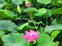-莲花池公园