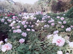 -莲花池公园