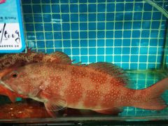-范饭椰林川湘味海鲜·椰子鸡(三亚湾椰梦长廊店)