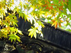 -秋霞圃