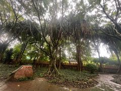 -瑞丽独树成林风景区