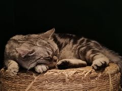 -猫儿山۰猫主题餐厅