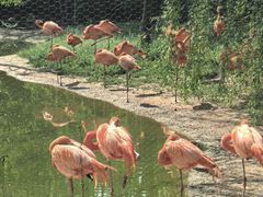 -石家庄市动物园