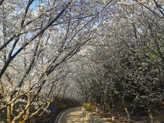 -樱花山风景区