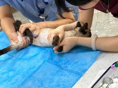 -美联众合爱康动物医院•复杂内科•肿瘤科•牙科•腔镜诊疗中心