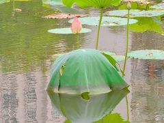 -荔湾湖公园