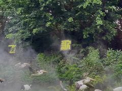 -广州长隆飞鸟乐园