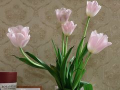 -朝来春花卉市场