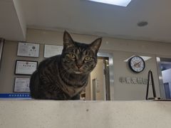 -申普宠物医院(总院)