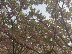 -高东镇樱花园
