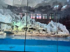 -帝企鹅自助餐厅•儿童岛•真企鹅(长隆企鹅酒店)