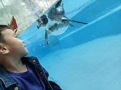 -帝企鹅自助餐厅•儿童岛•真企鹅(长隆企鹅酒店)