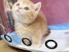 -唐小姐の猫狗洗护·购宠旗舰店(周浦万达店)