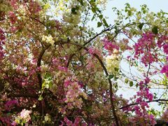 -深圳国际园林花卉博览园