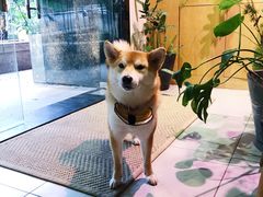 -柴务处·柴犬主题狗咖